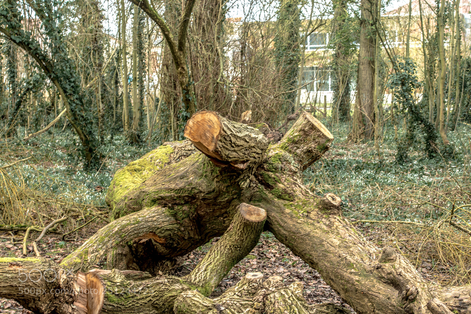 Nikon D800 sample photo. Saint laurent blangy.france. photography