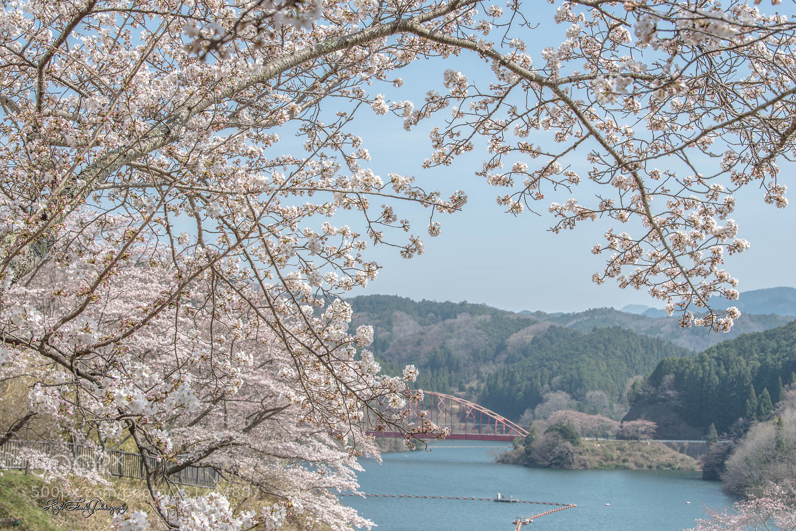 Nikon D810 sample photo. Almost full bloom photography
