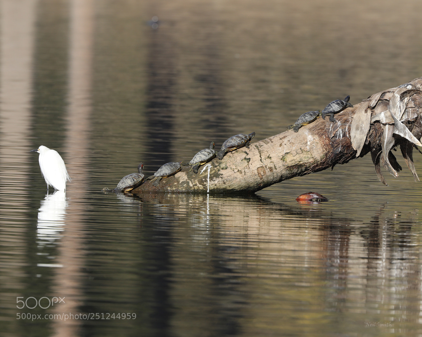 Canon EOS 5D Mark IV sample photo. Sunning turtles photography