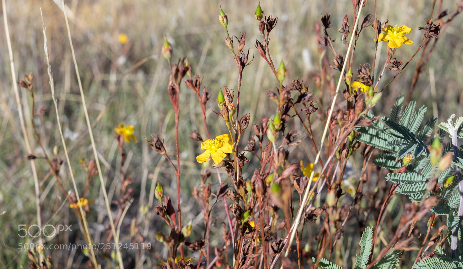 Fujifilm X-T1 sample photo. Wildflowers photography