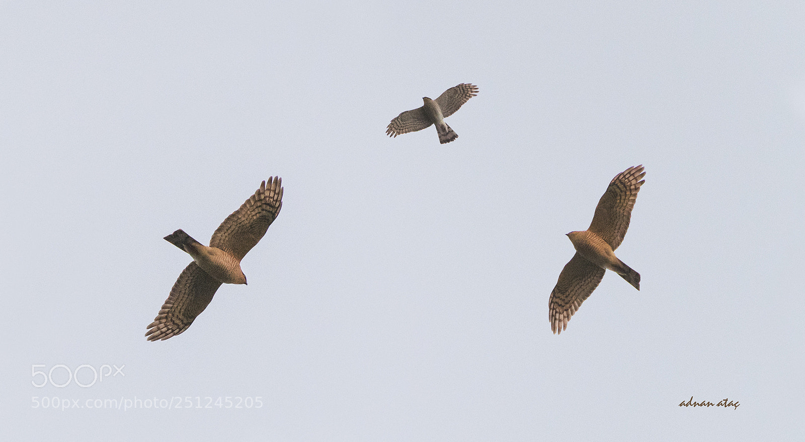 Nikon D5 sample photo. Yaz atmacas - accipiter photography