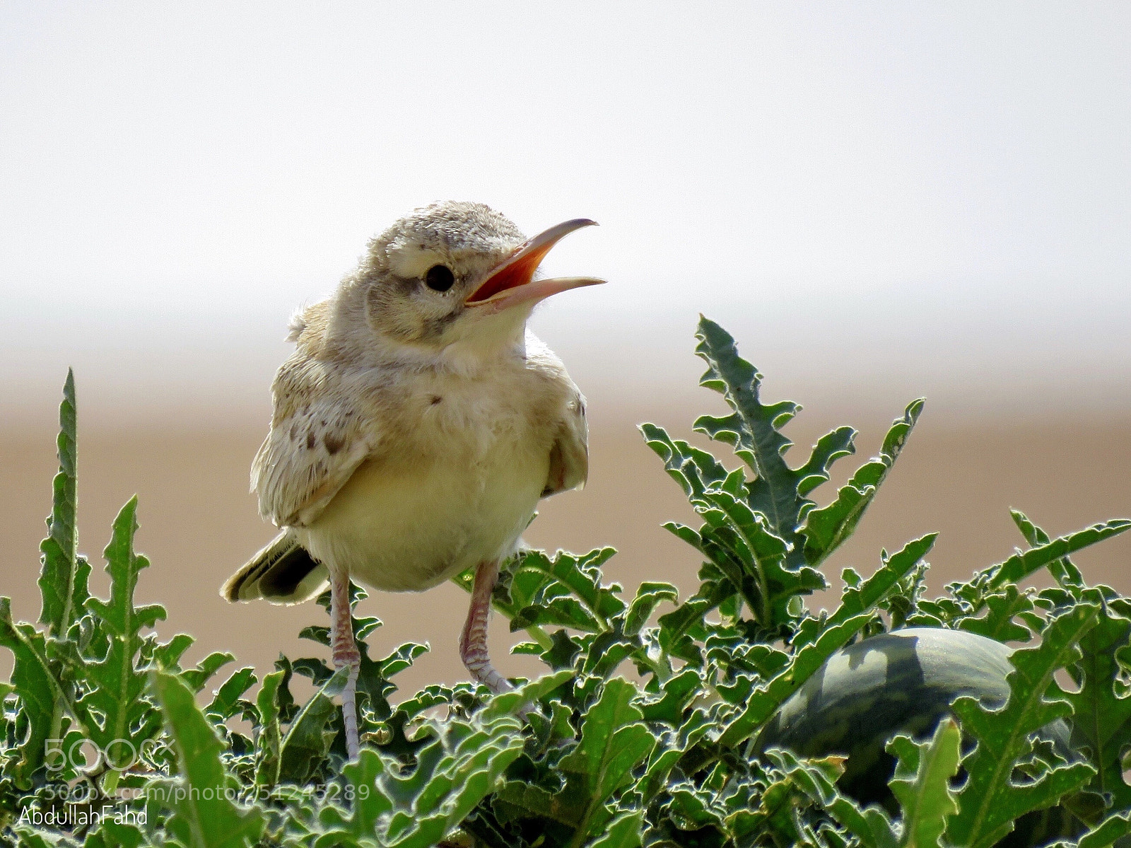 Canon PowerShot SX60 HS sample photo. Greater hoopoe lark  photography