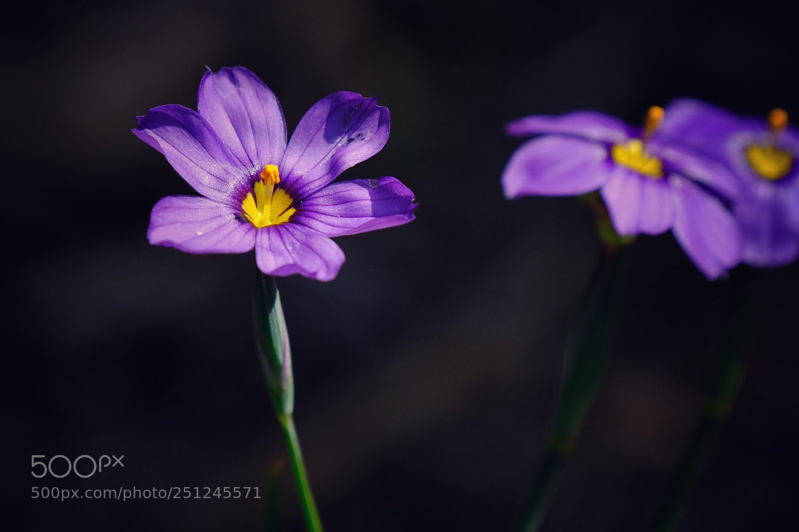 Fujifilm X-T20 sample photo. The purple in the photography