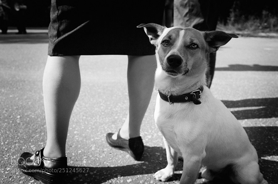 Ricoh GR sample photo. Dog photography
