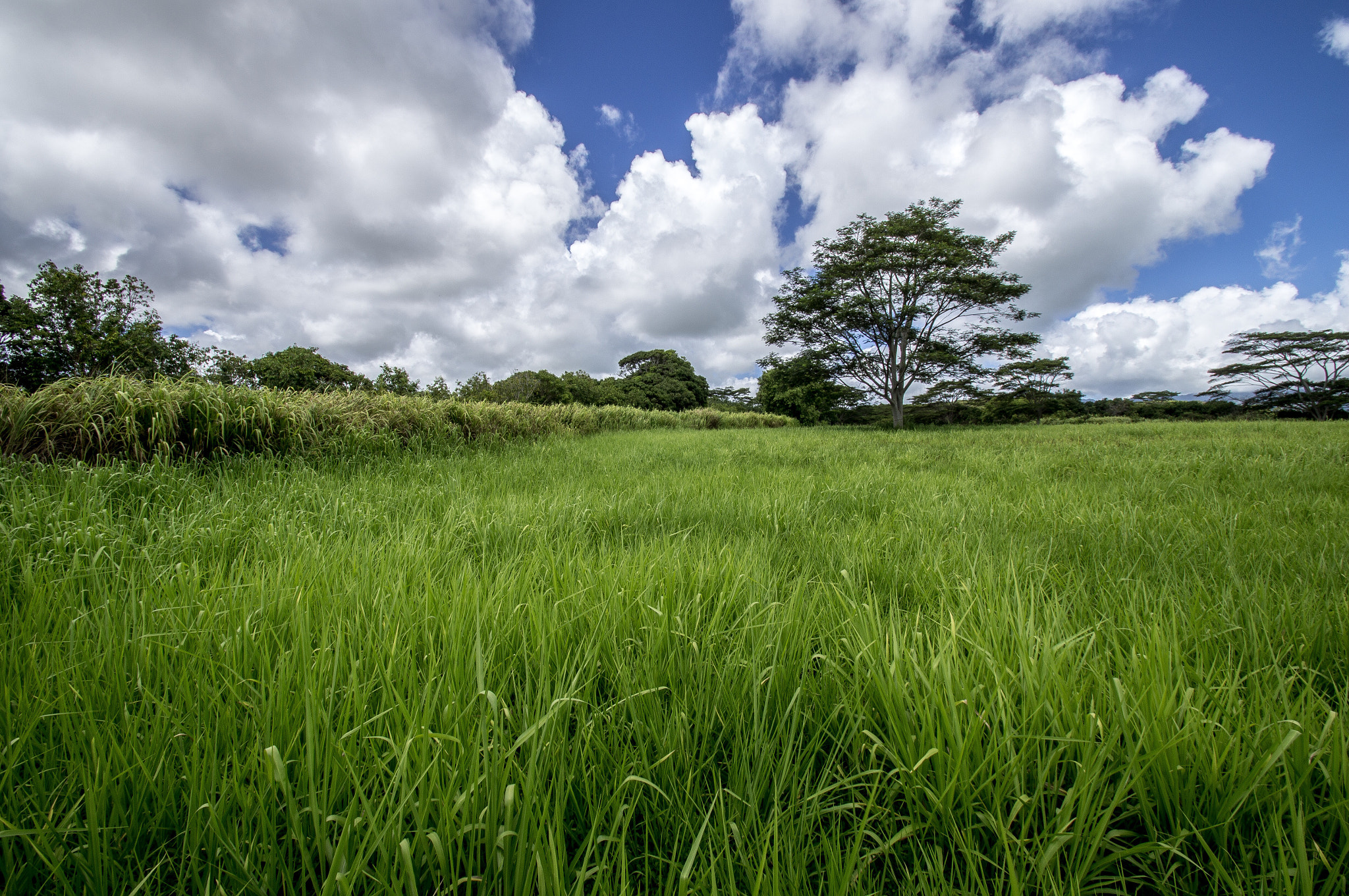 Sony SLT-A35 sample photo. Somewhere on kauai photography