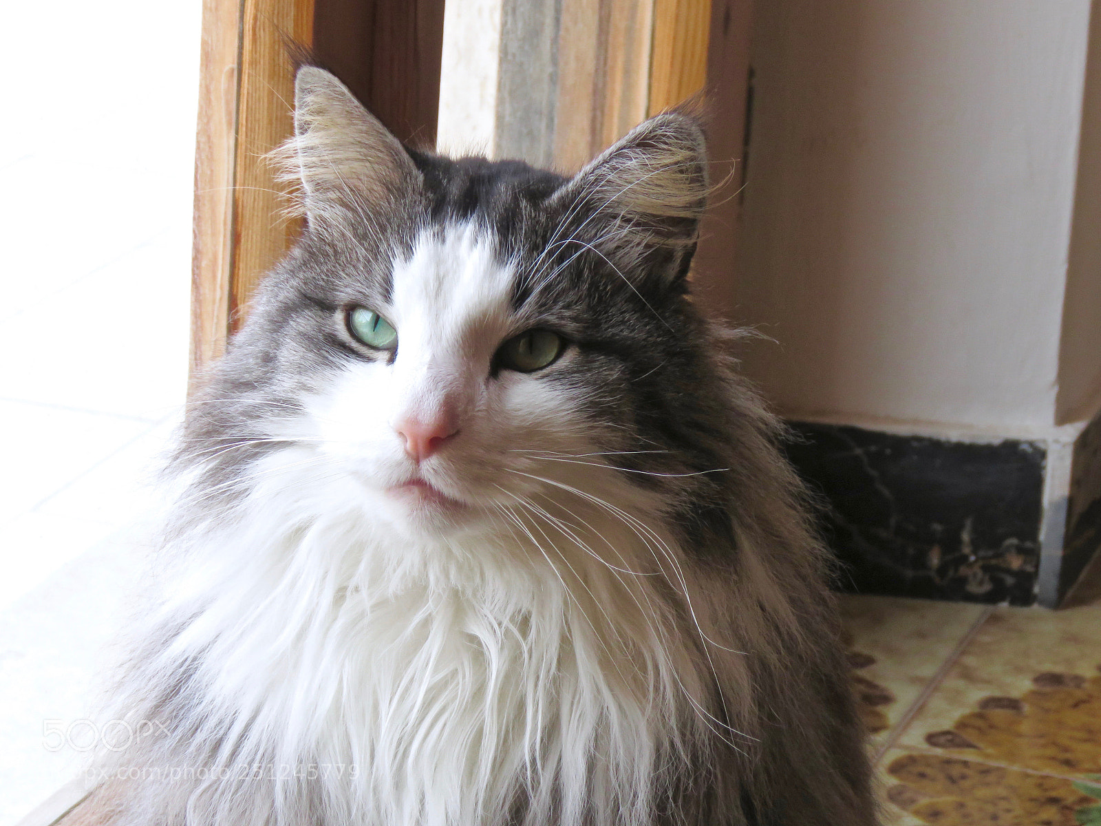 Canon PowerShot SX60 HS sample photo. Purrrrrrrfect photography