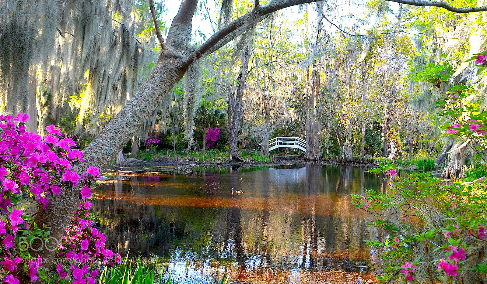 Nikon D5100 sample photo. Spring comes alive in photography