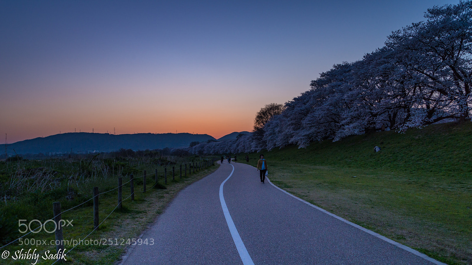 Nikon D610 sample photo. Twilight sakura photography