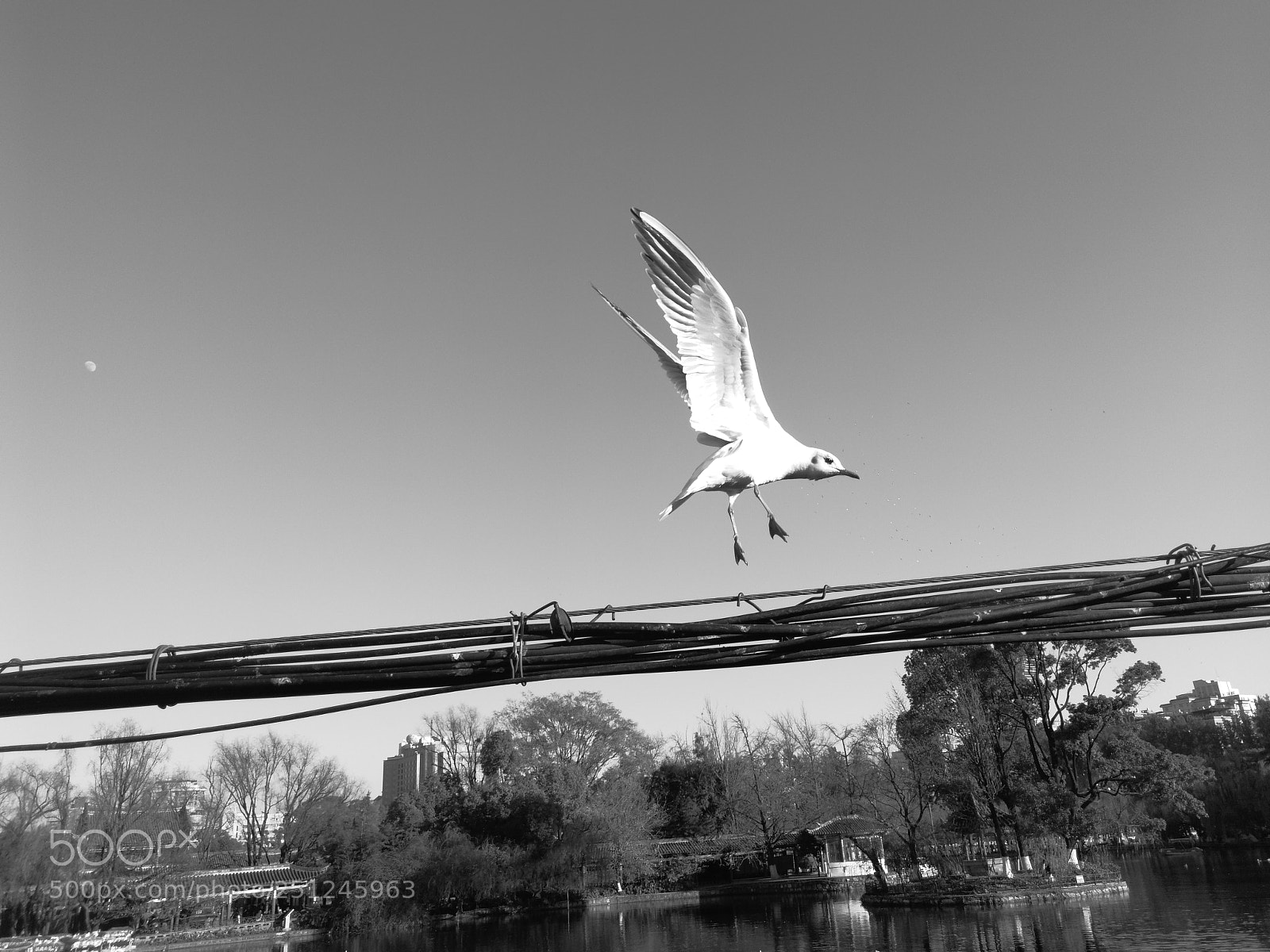 HUAWEI P10 Plus sample photo. Untitled photography