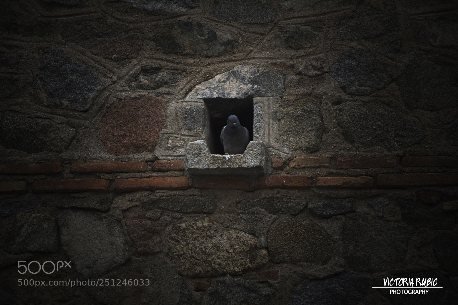 Nikon D5200 sample photo. Dark wings photography
