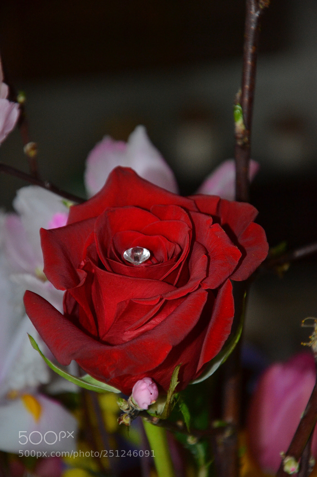 Nikon D3100 sample photo. Untitled photography