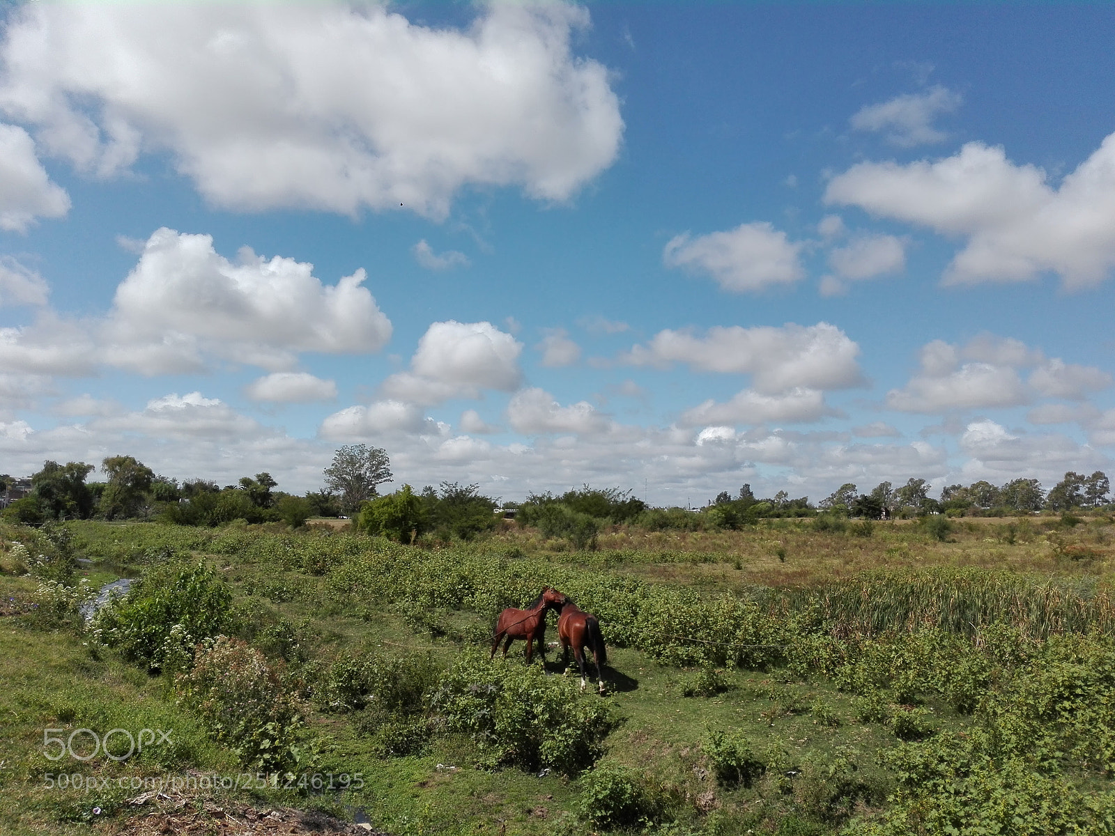 HUAWEI P8 Lite sample photo. Horses photography