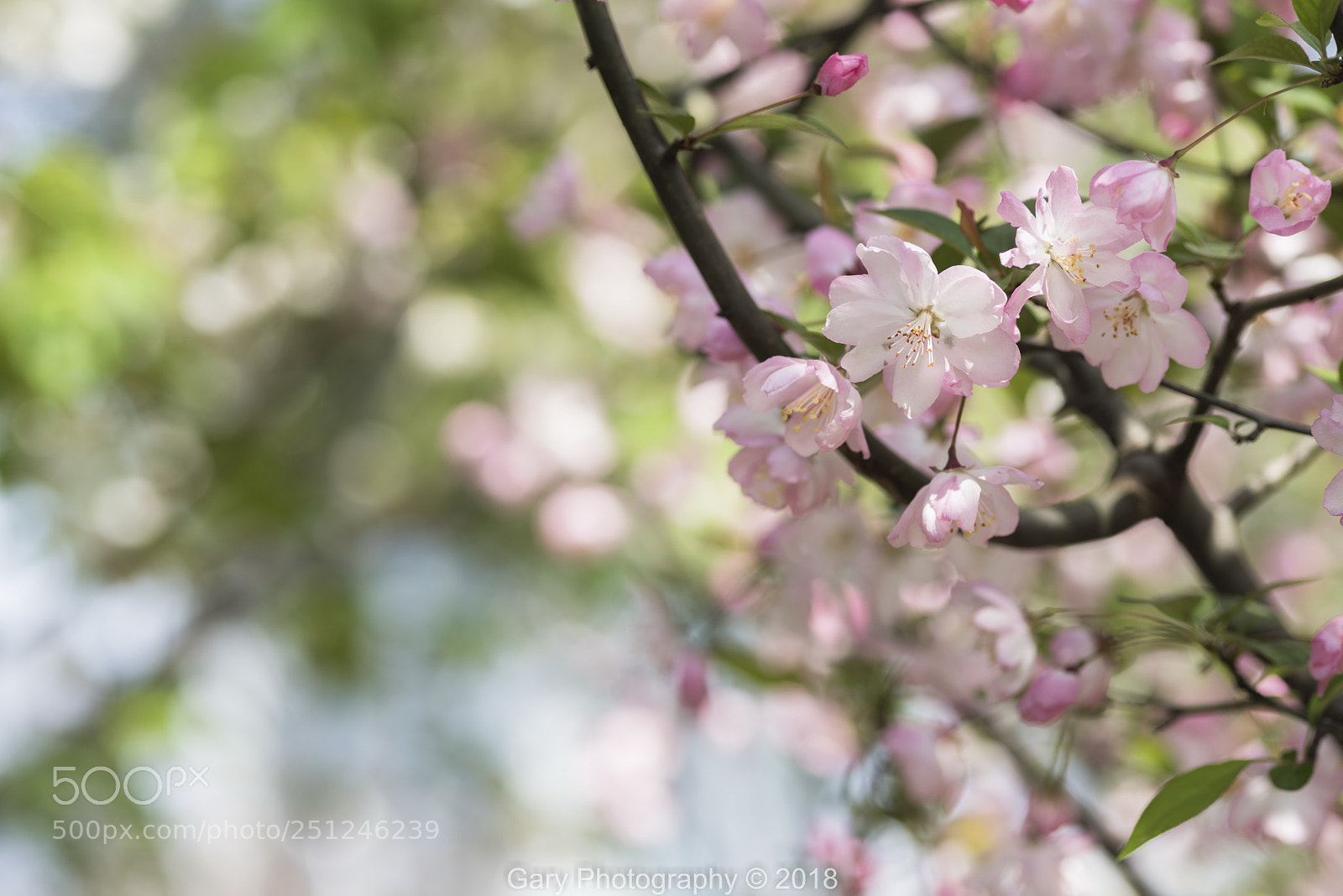 Nikon D810 sample photo. 春光乍泄 photography