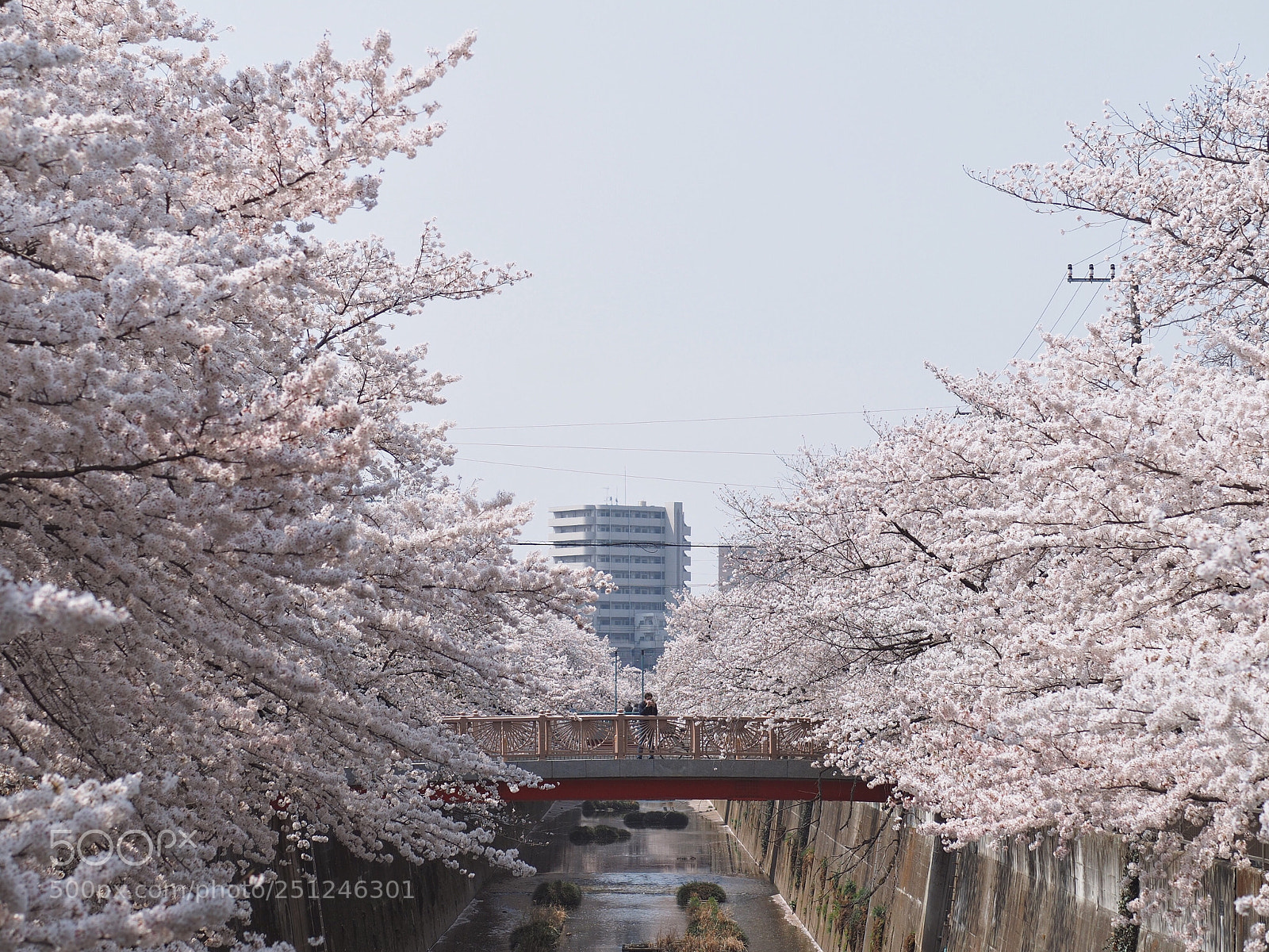 Olympus OM-D E-M10 II sample photo. Sakura world photography