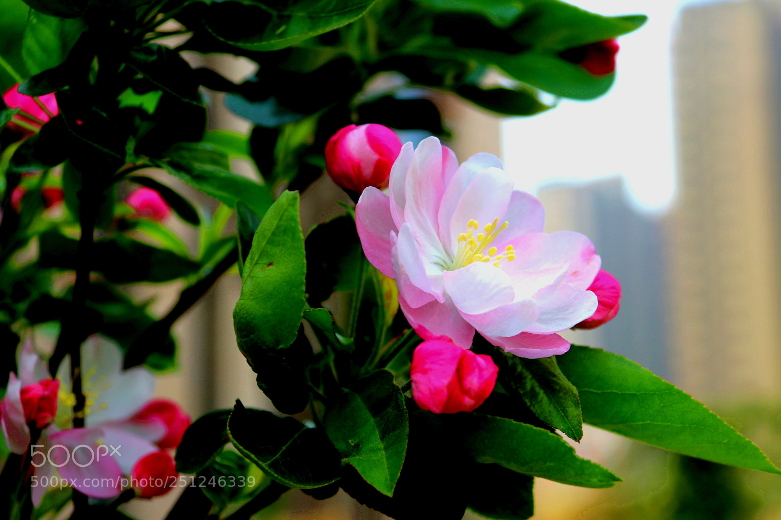 Canon EOS 80D sample photo. 海棠花开 photography