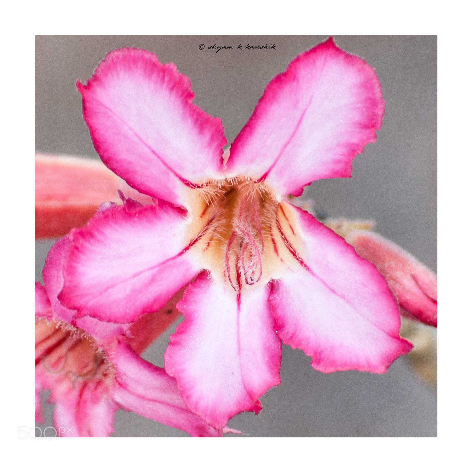 Nikon D5000 sample photo. Flower photography