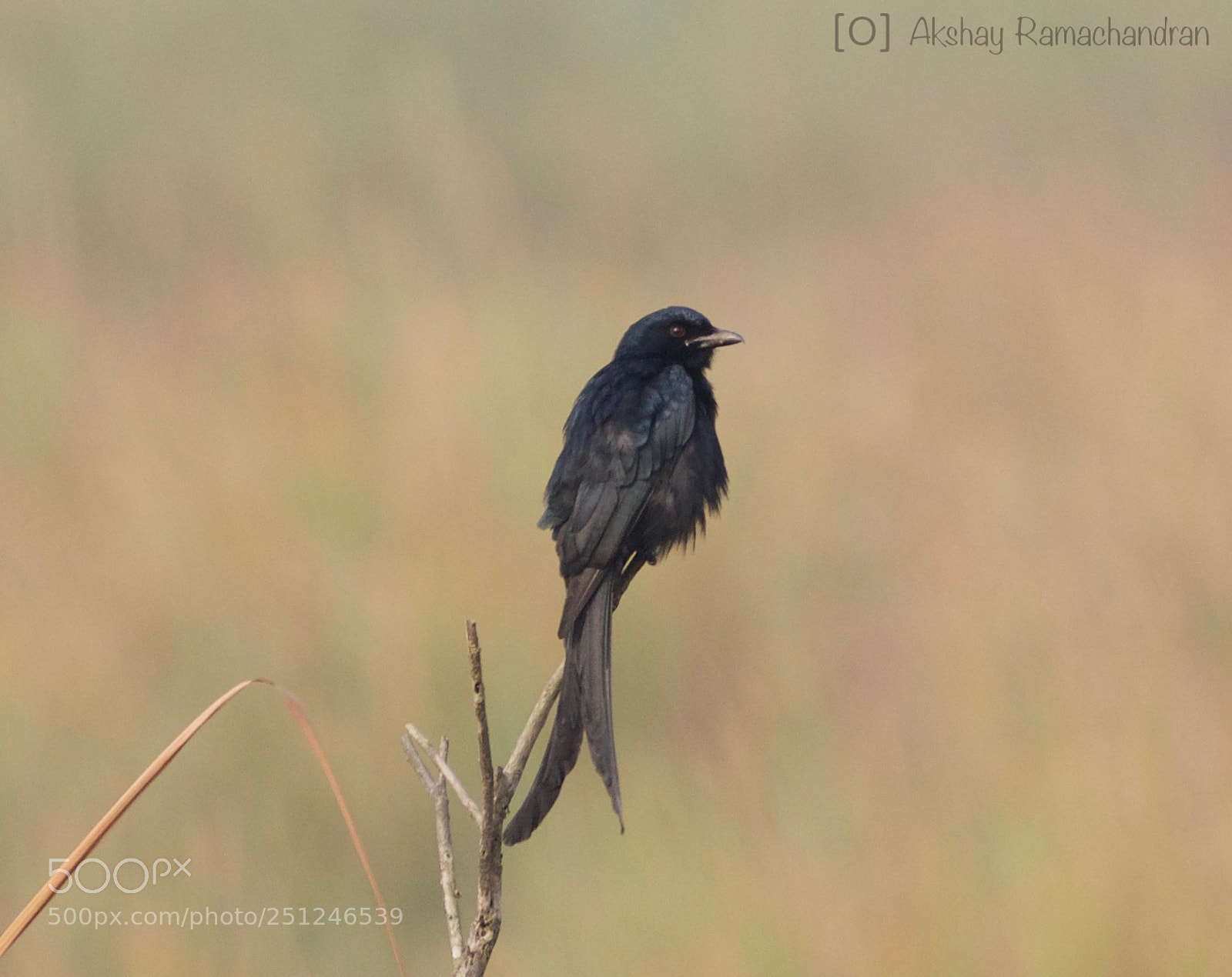 Canon EOS 80D sample photo. Black drongo photography