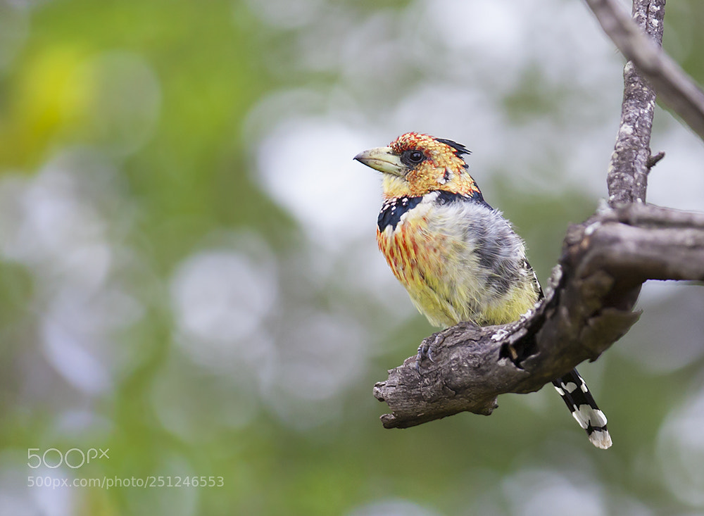 Canon EOS-1D Mark III sample photo. Crested barbet photography