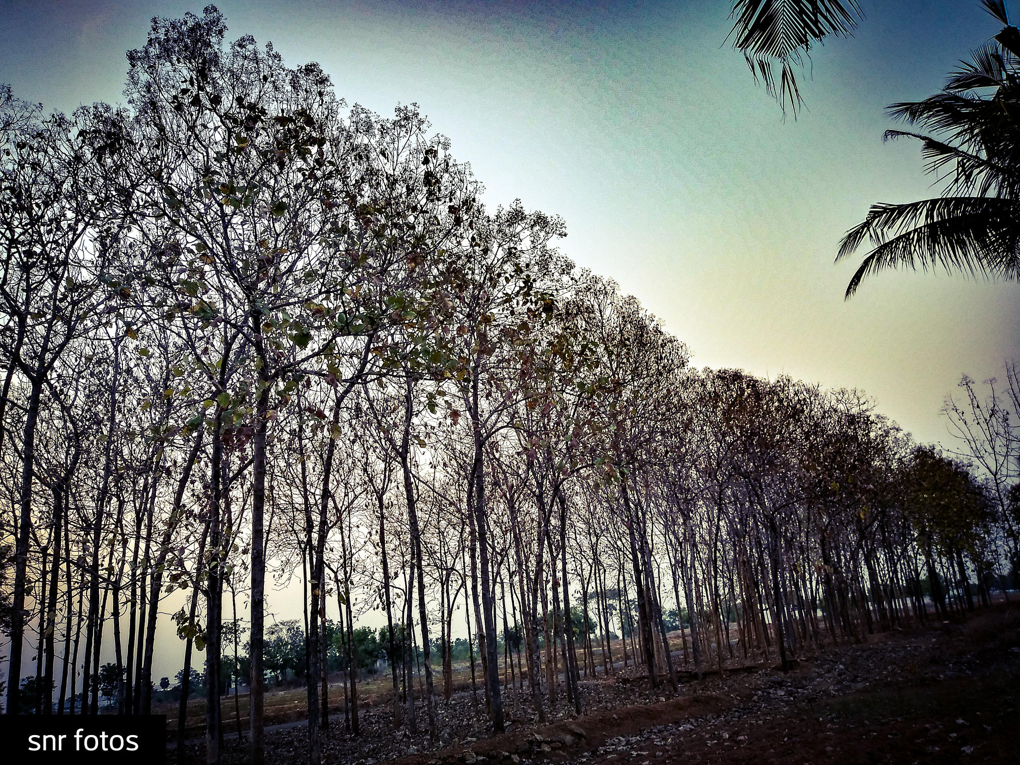 LG Q6 sample photo. Line up... photography