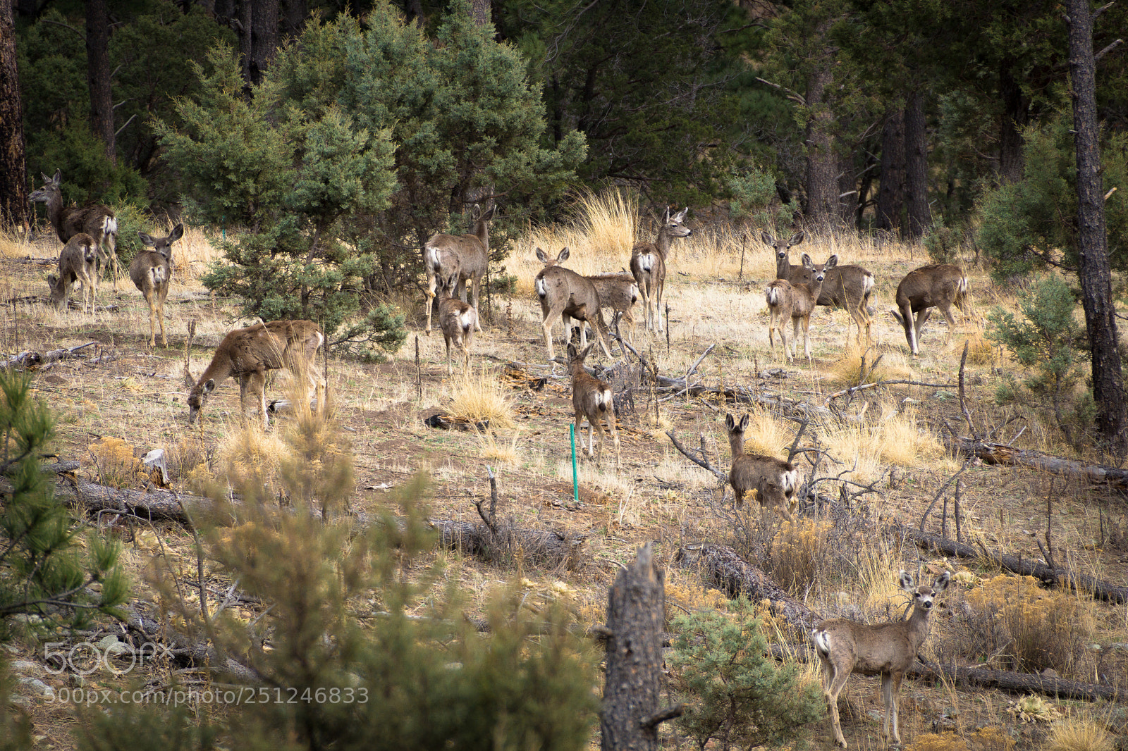 Sony SLT-A65 (SLT-A65V) sample photo. 15 ... photography