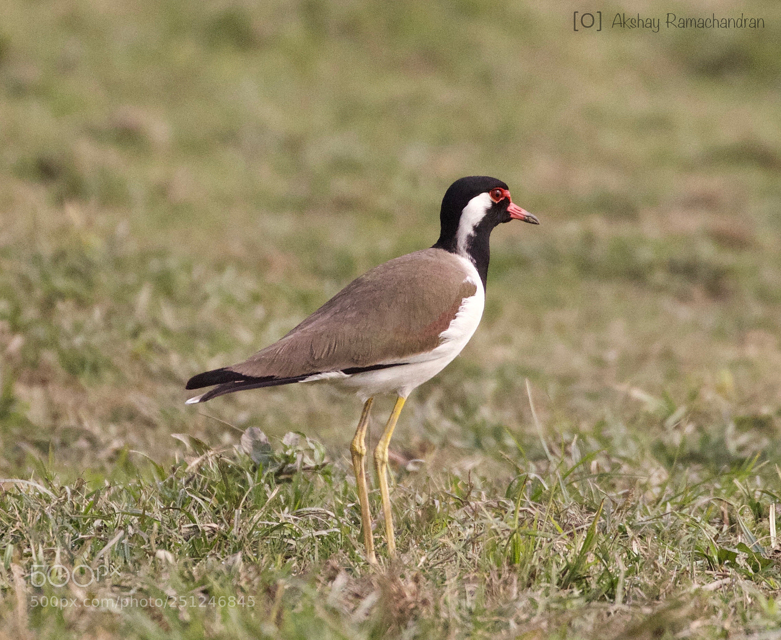 Canon EOS 80D sample photo. Red-wattled lapwing photography