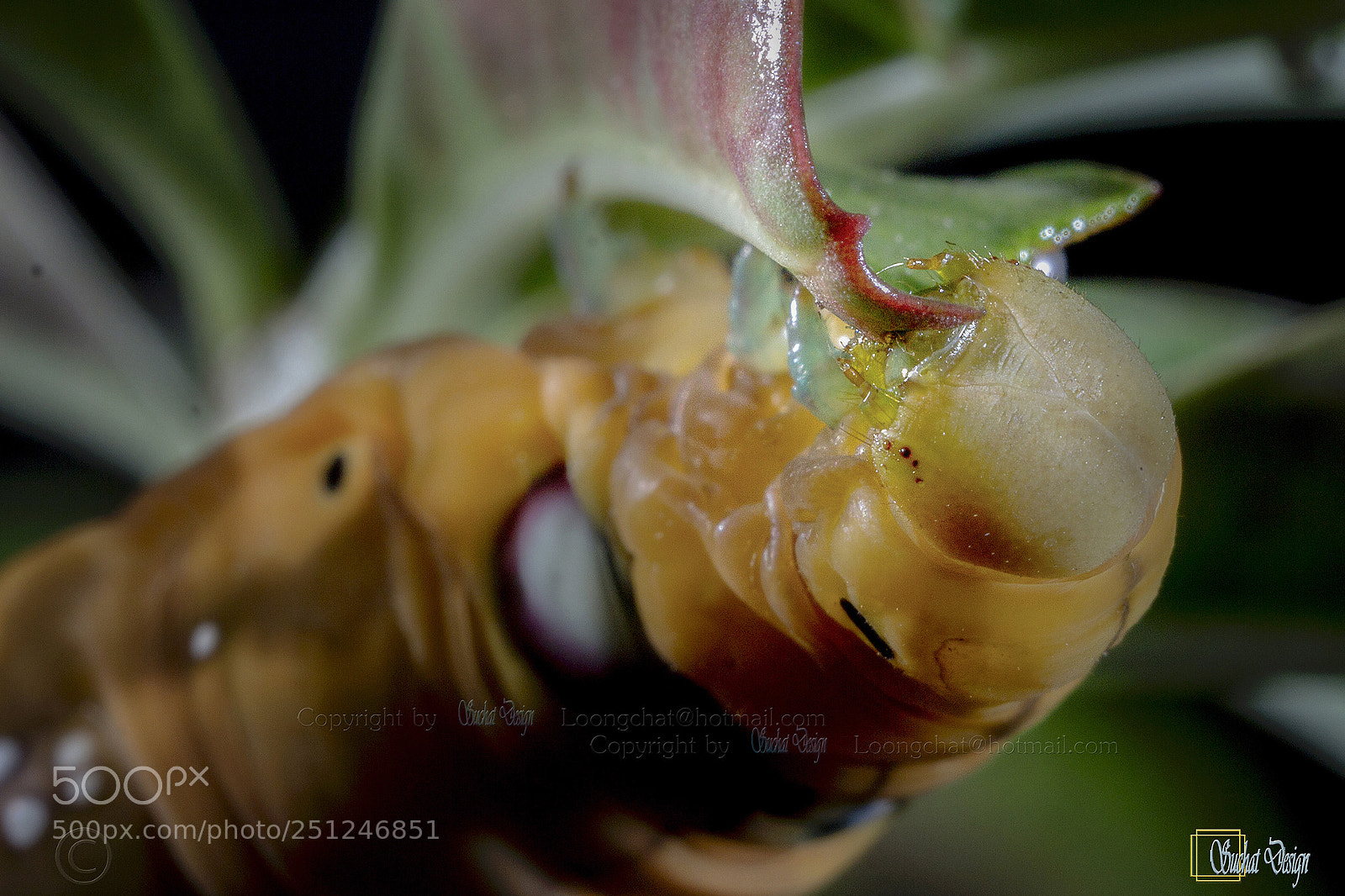 Canon EOS 60D sample photo. Eating photography
