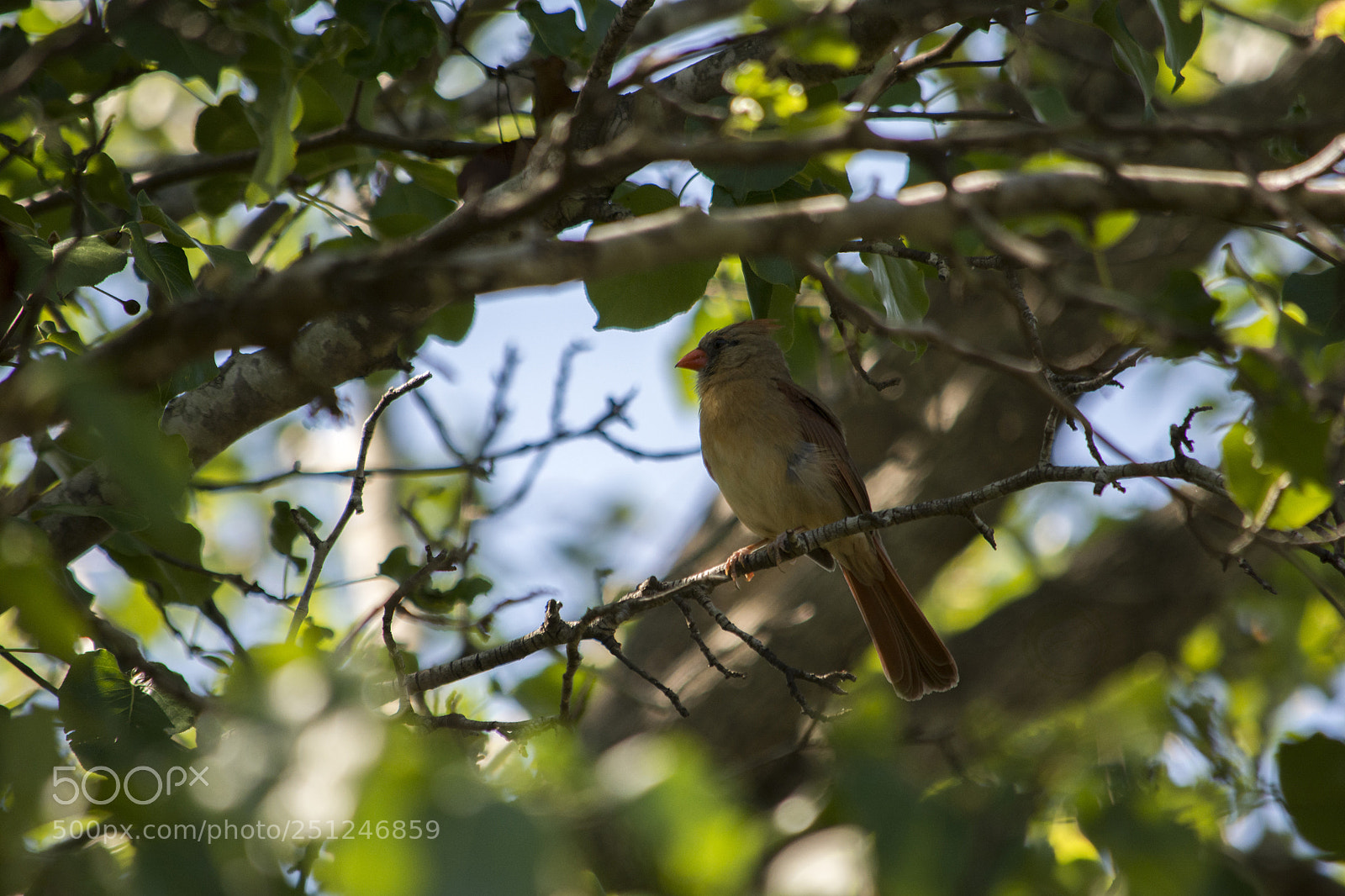Nikon D7100 sample photo. Shade photography