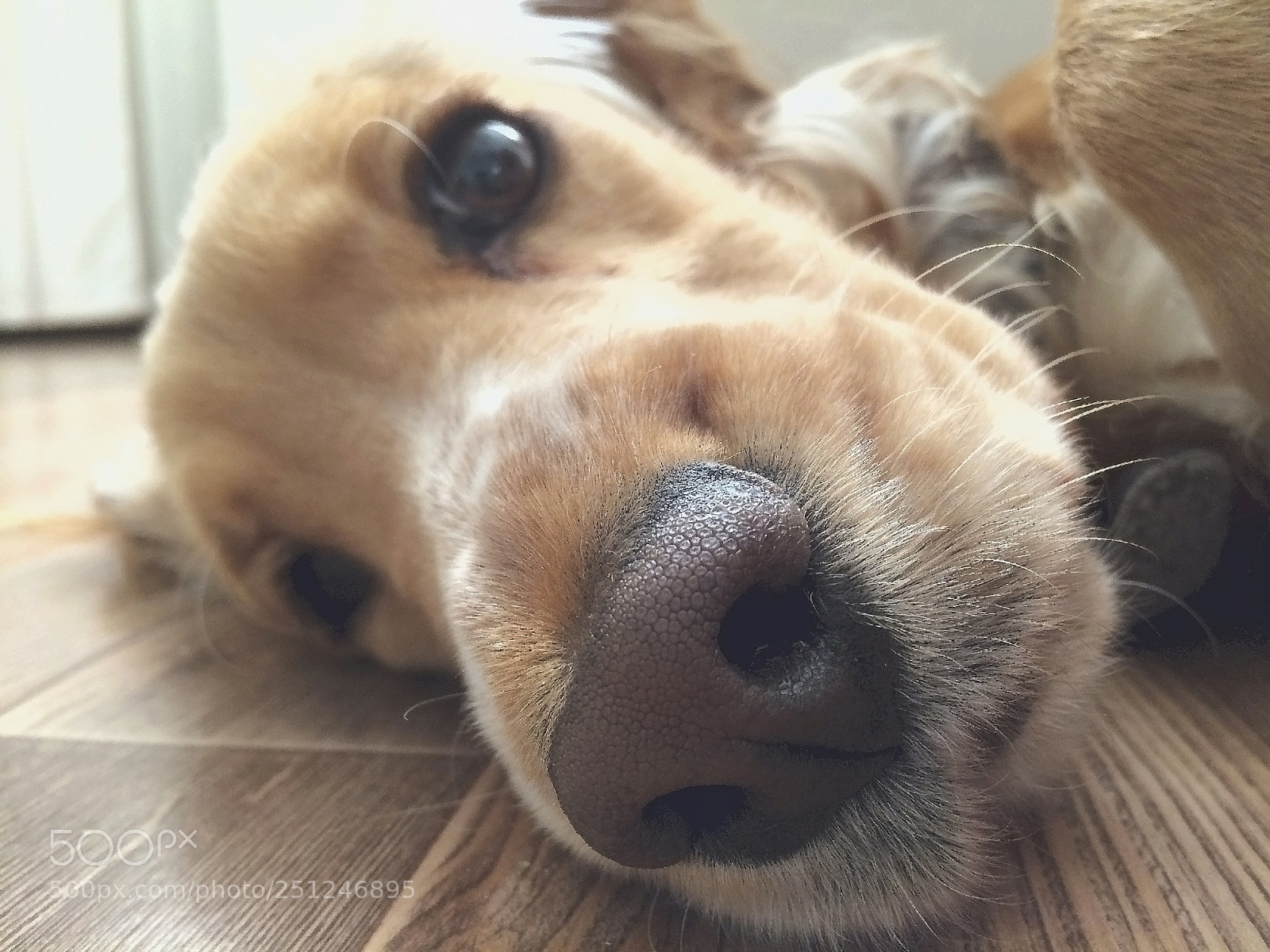 Apple iPhone 5s sample photo. A dog's nose photography