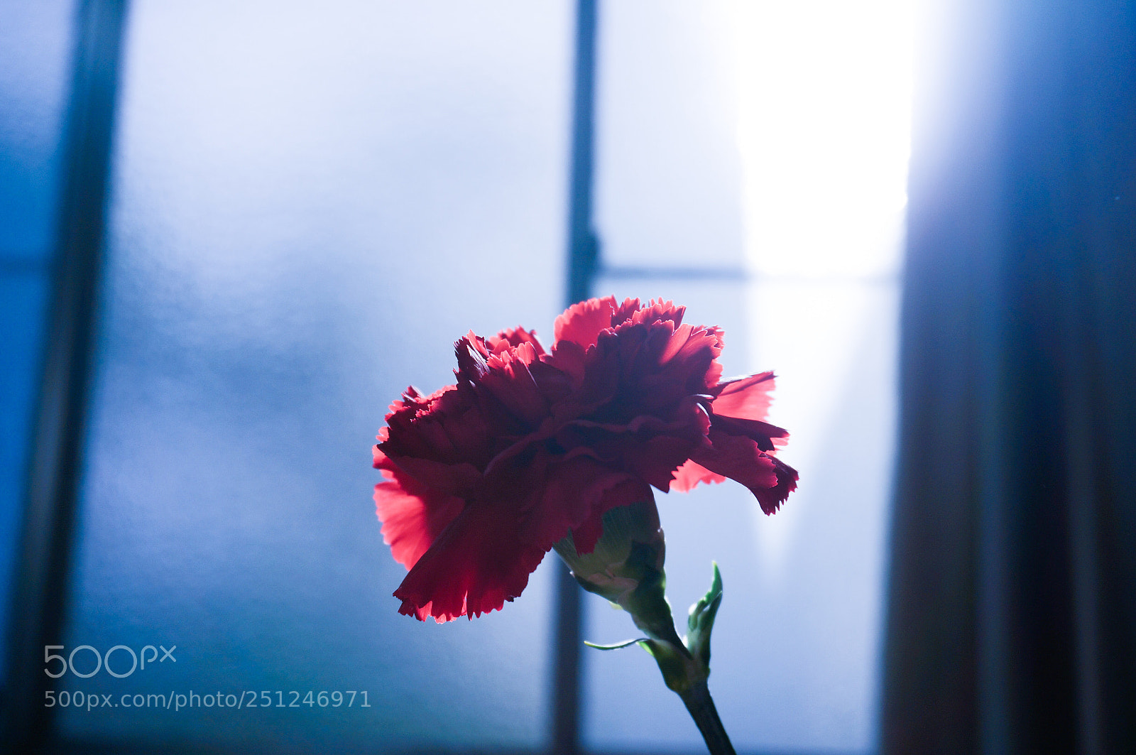 Sony Alpha NEX-5T sample photo. A flower photography
