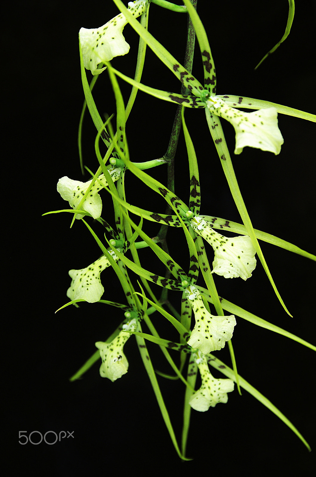 Pentax K-5 IIs sample photo. Brassia - spider orchid - lan nhện photography