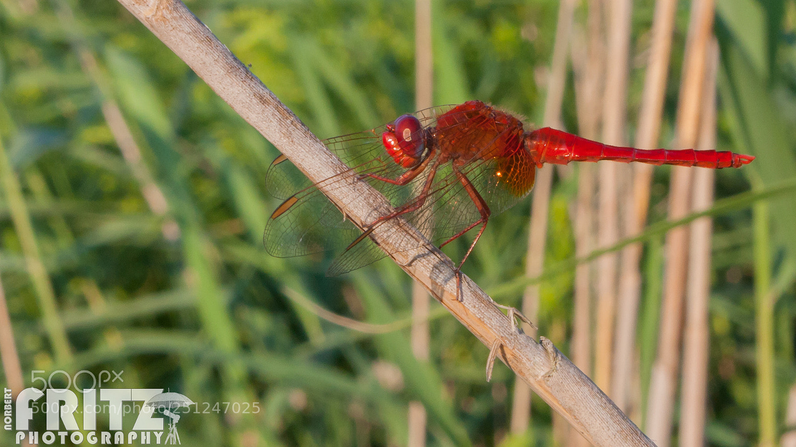 Canon EOS 40D sample photo. Feuerlibelle photography
