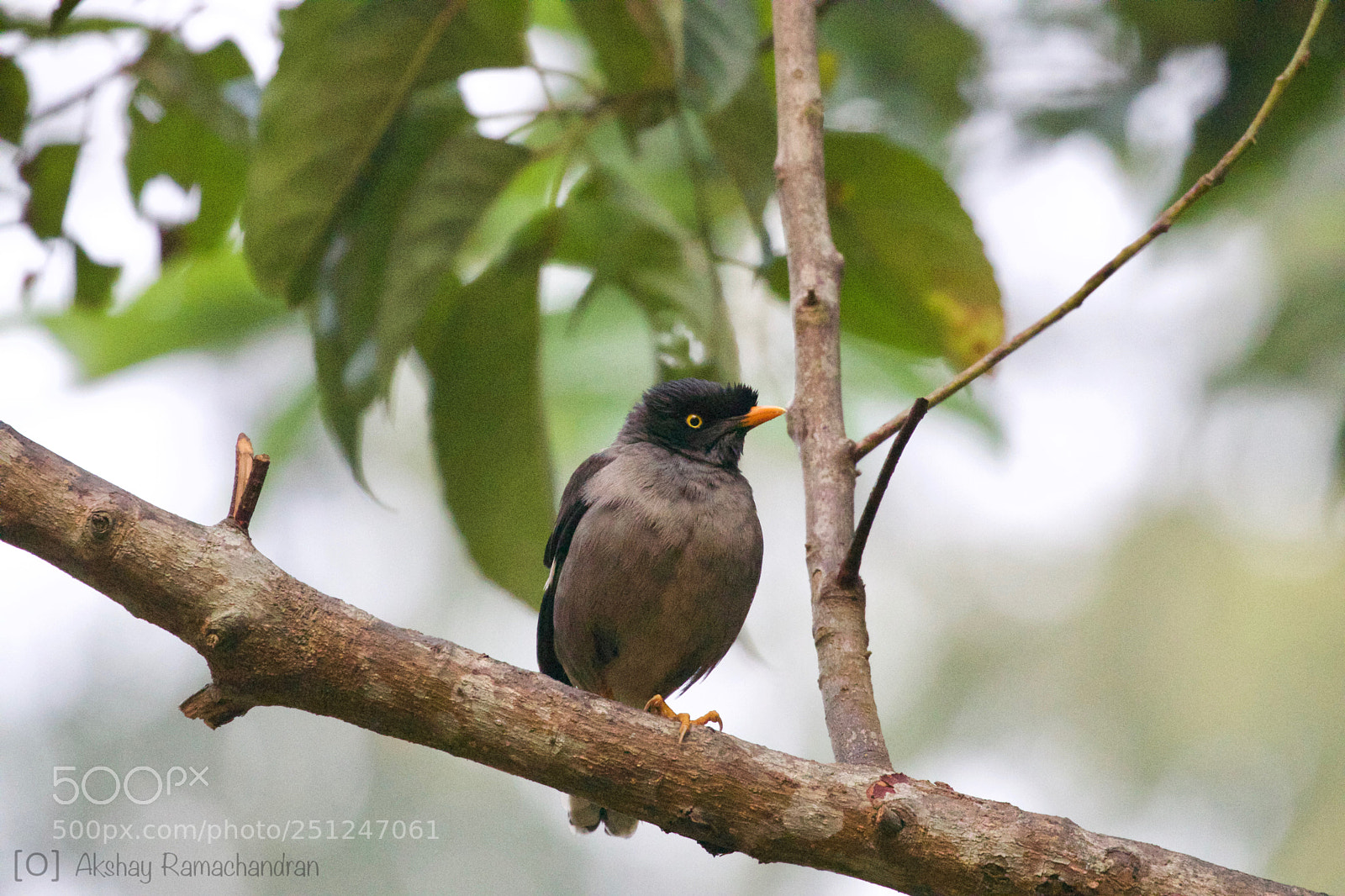 Canon EOS 80D sample photo. Jungle myna photography