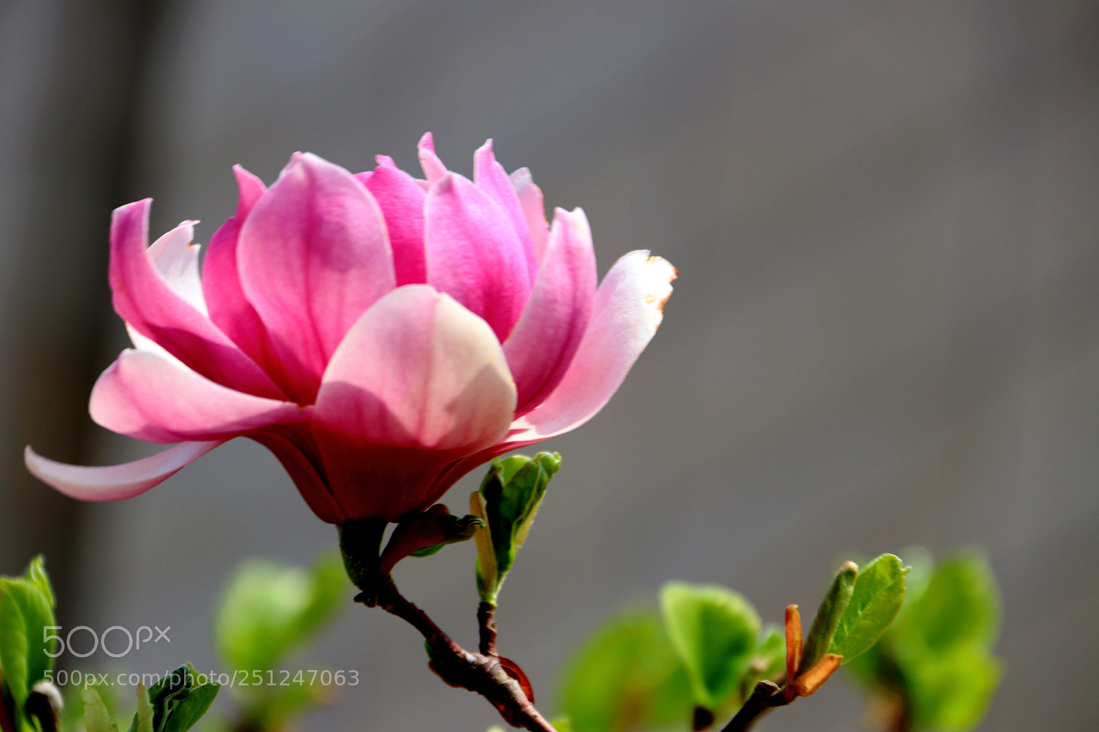 Canon EOS 80D sample photo. 阳光下的红玉兰 photography