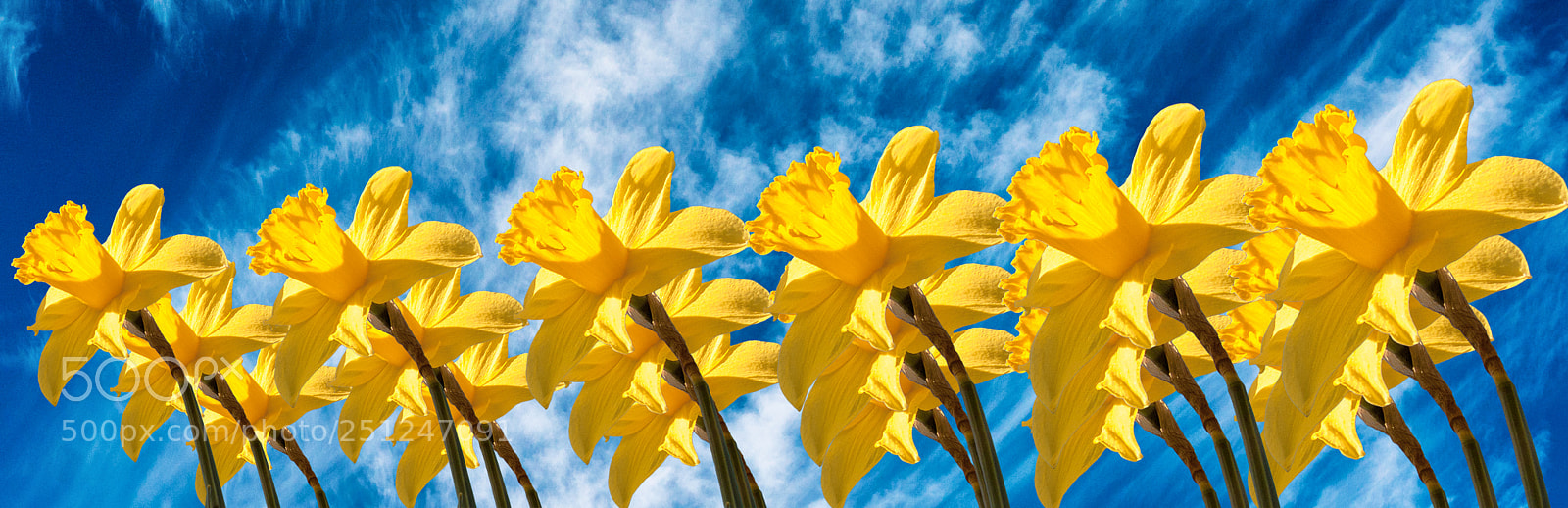 Sony ILCA-77M2 sample photo. Soldiers of spring photography