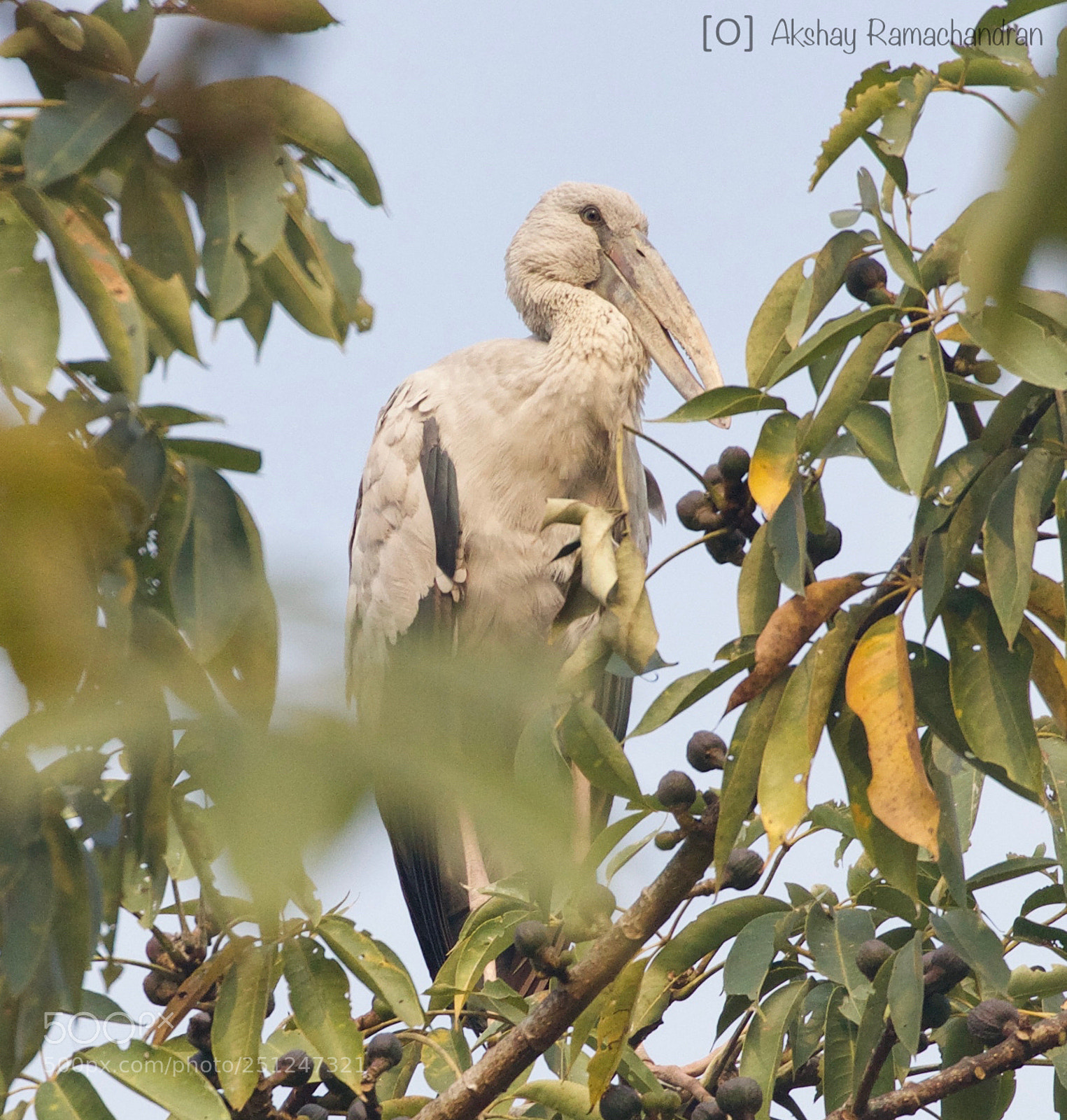 Canon EOS 80D sample photo. Asian openbill stork photography