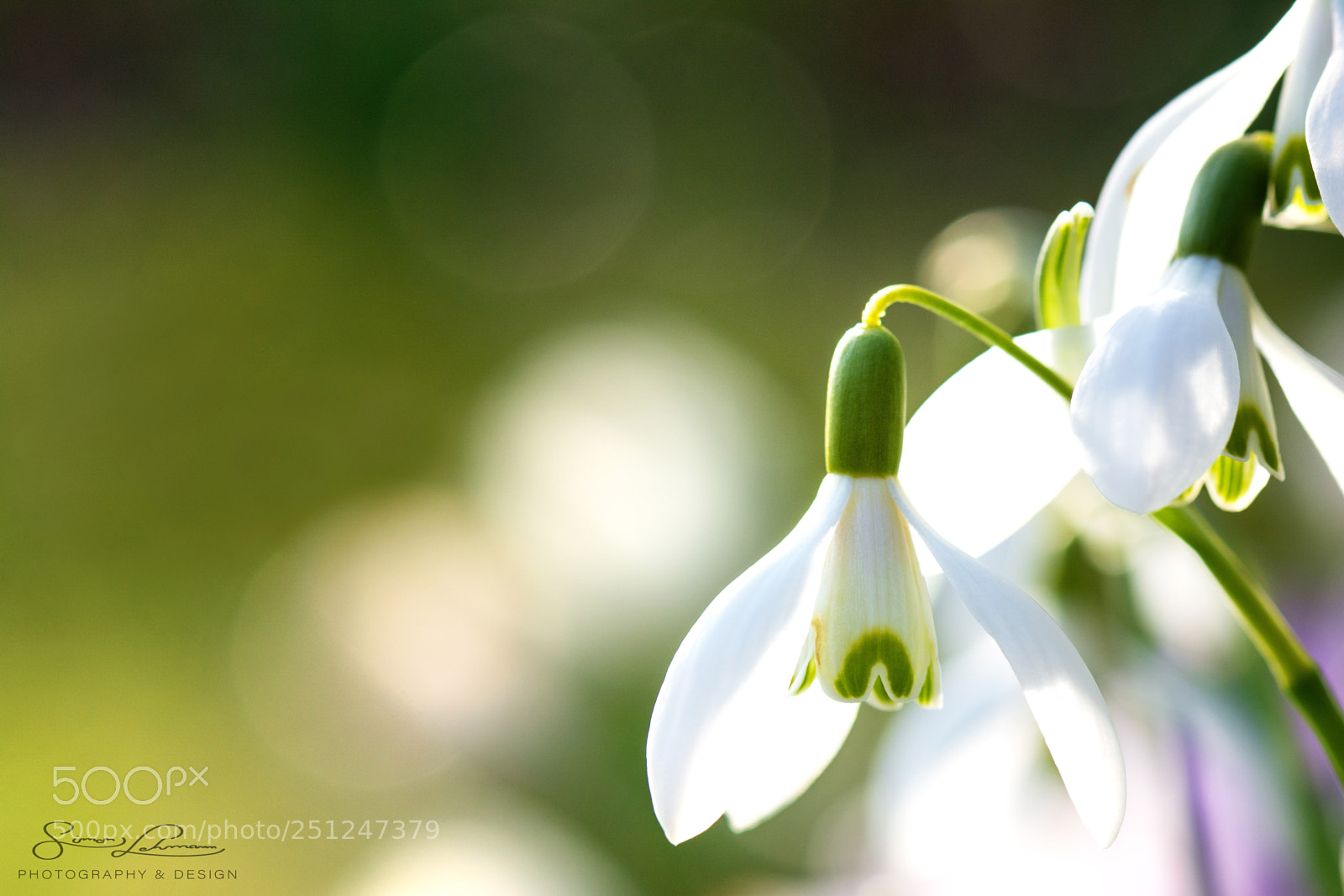Nikon D5200 sample photo. Springtime flower - snowdrop photography