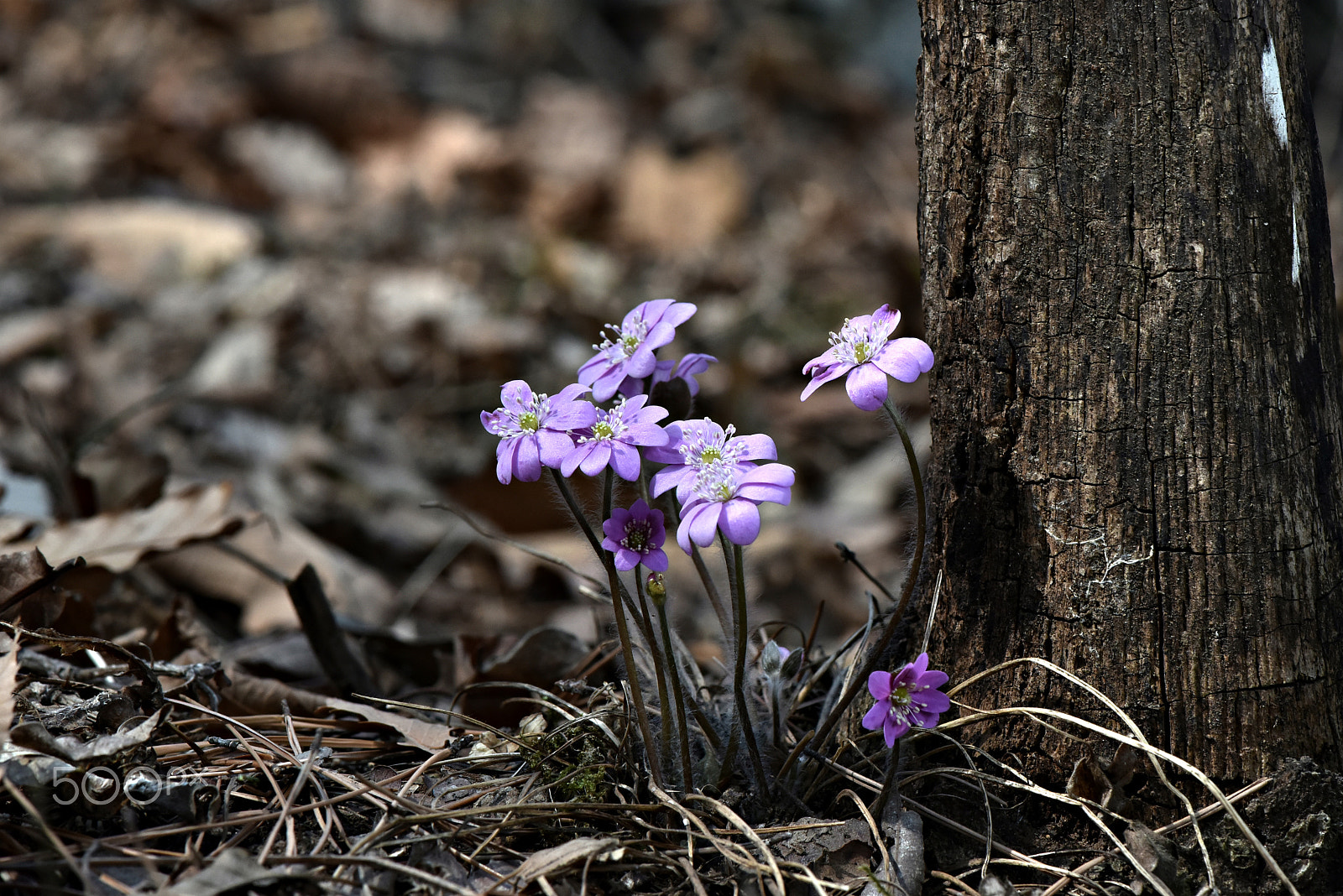 Nikon AF-S Micro-Nikkor 105mm F2.8G IF-ED VR sample photo. Wildflower(liverleaf) photography