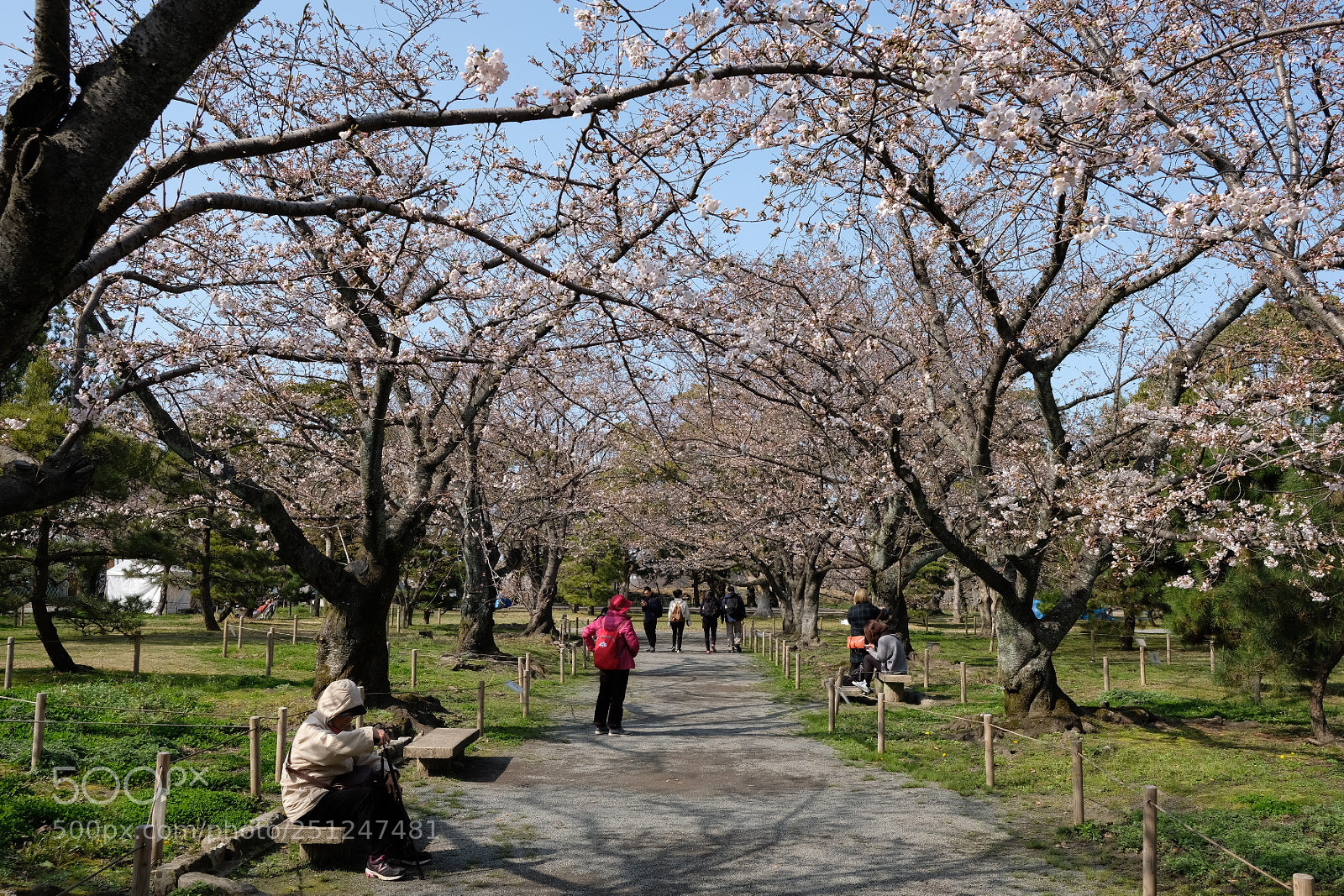 Fujifilm X-Pro2 sample photo. Sakura photography