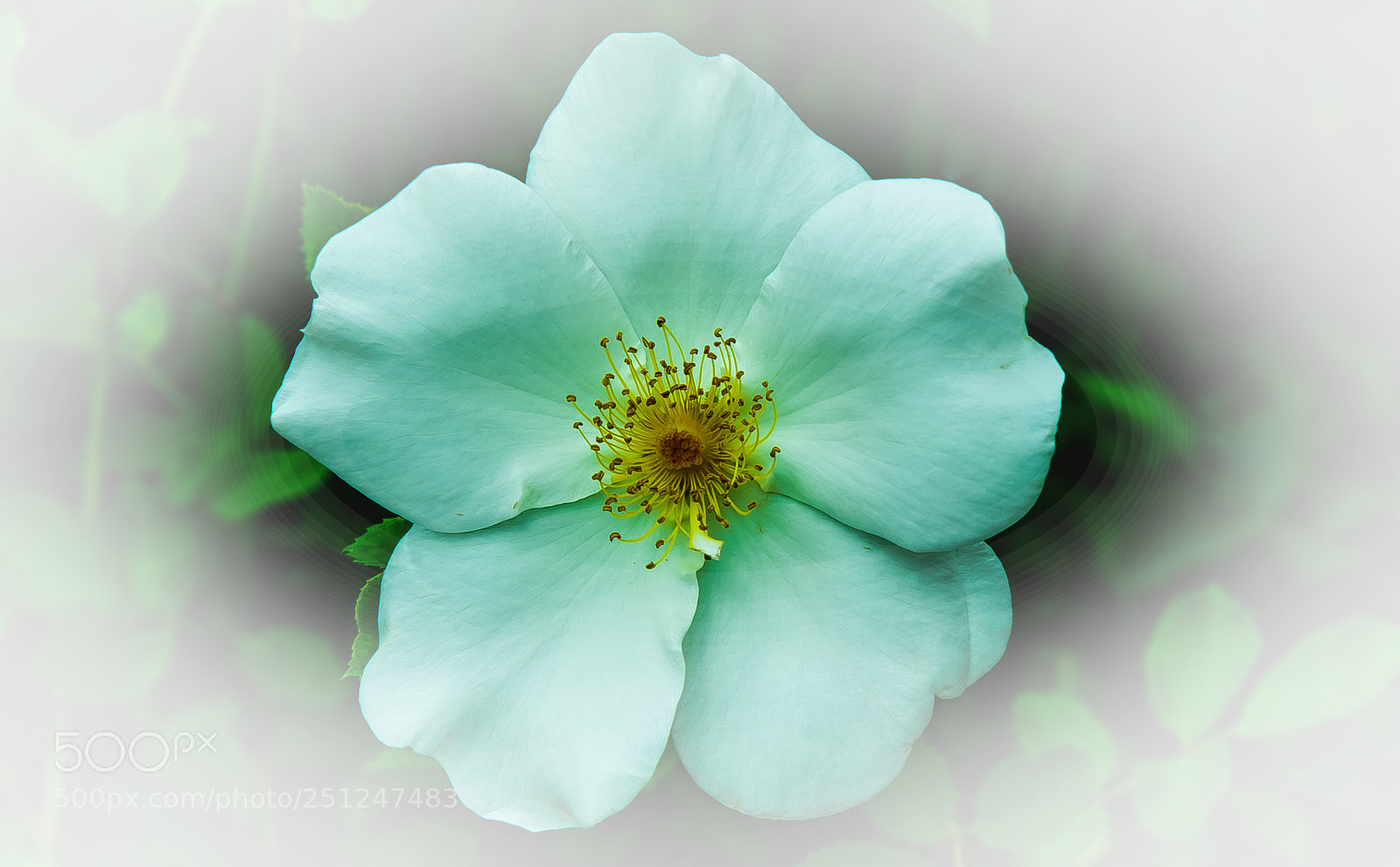 Nikon D810 sample photo. White texas knockout rose photography