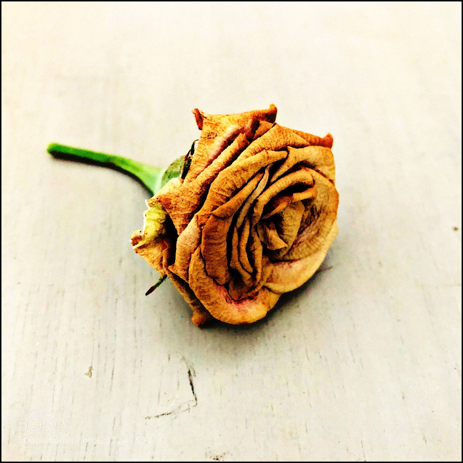 Apple iPhone 7 Plus sample photo. A rose is a photography