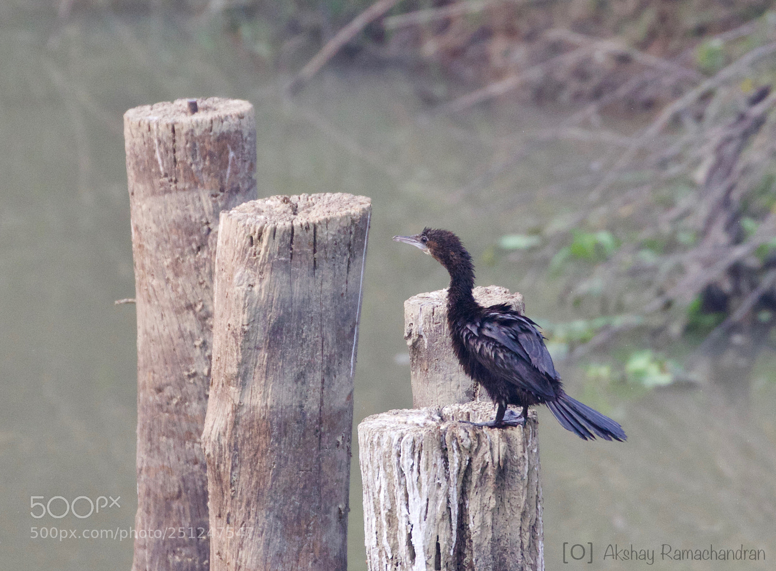Canon EOS 80D sample photo. Little cormorant photography