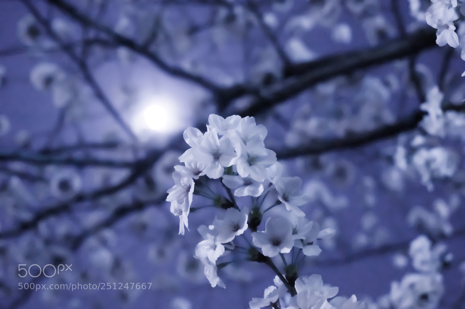 Sony Alpha NEX-5T sample photo. Yozakura  in the dark photography