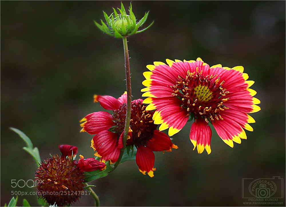 Canon EOS 5D Mark II sample photo. ~ blossom ~ photography