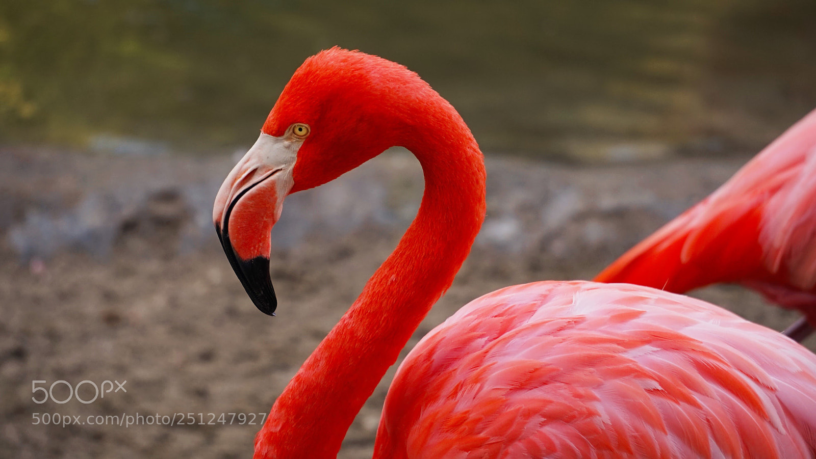 Sony a7 sample photo. Flamingo  photography