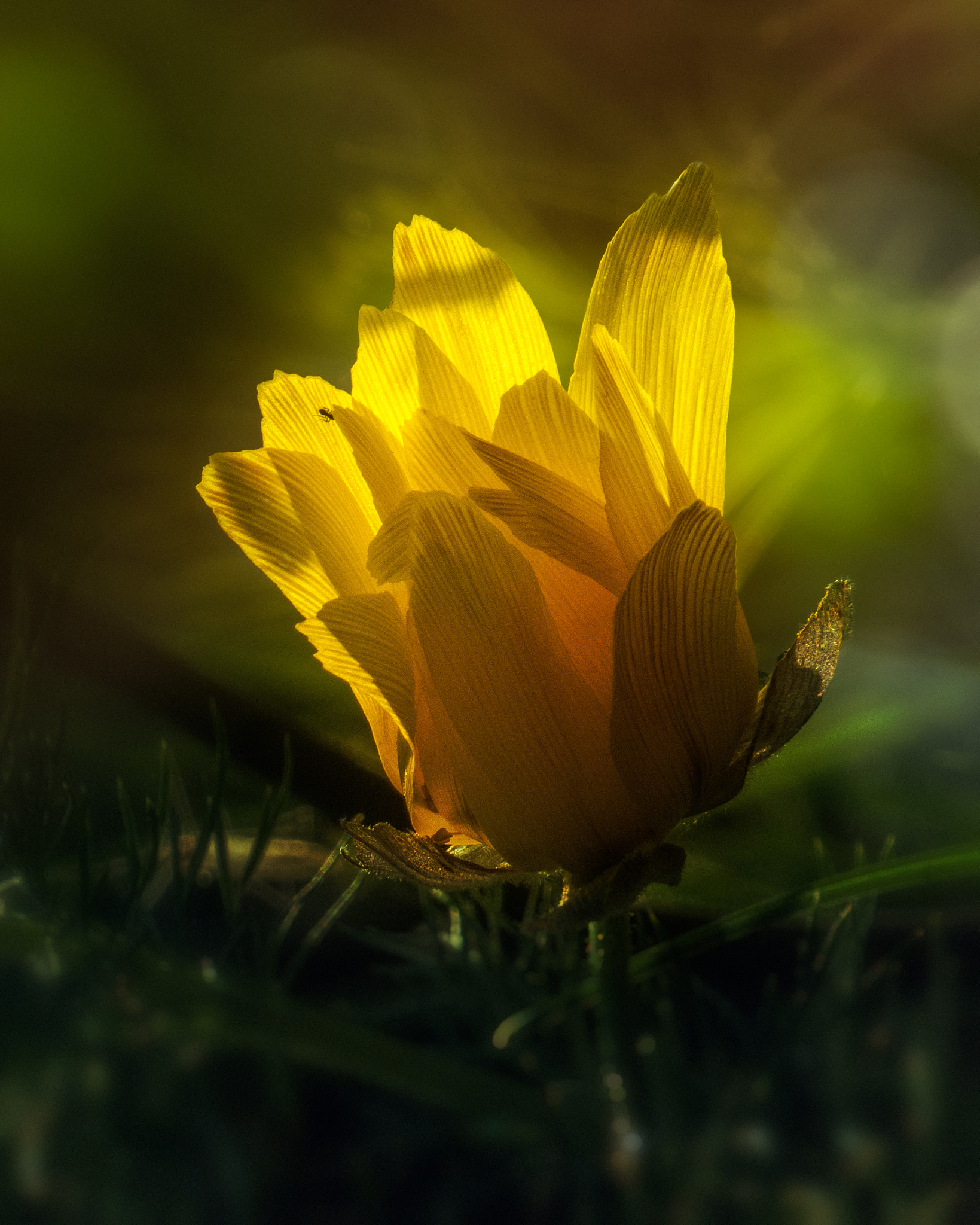 Panasonic Lumix DMC-ZS40 (Lumix DMC-TZ60) sample photo. Adonis vernalis photography