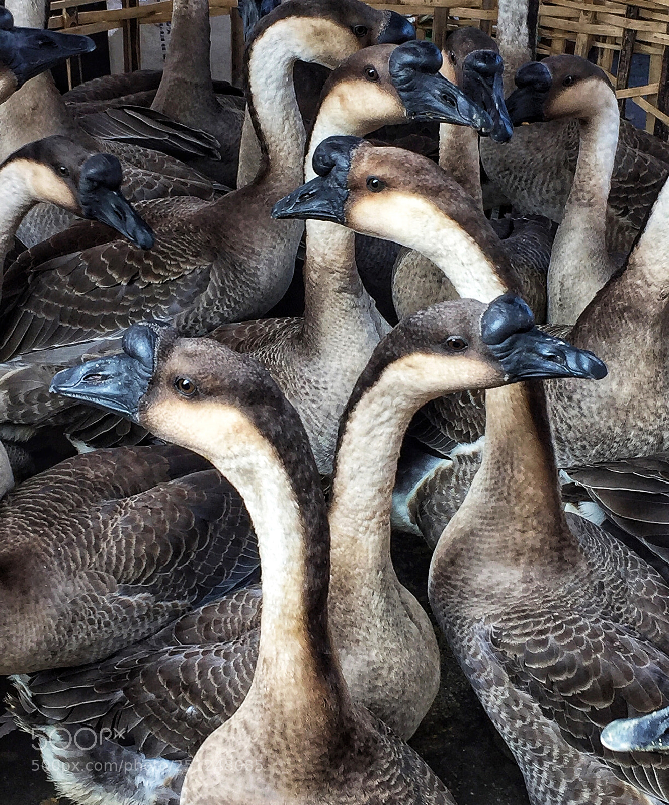 Apple iPhone 6 sample photo. Wechatimg photography