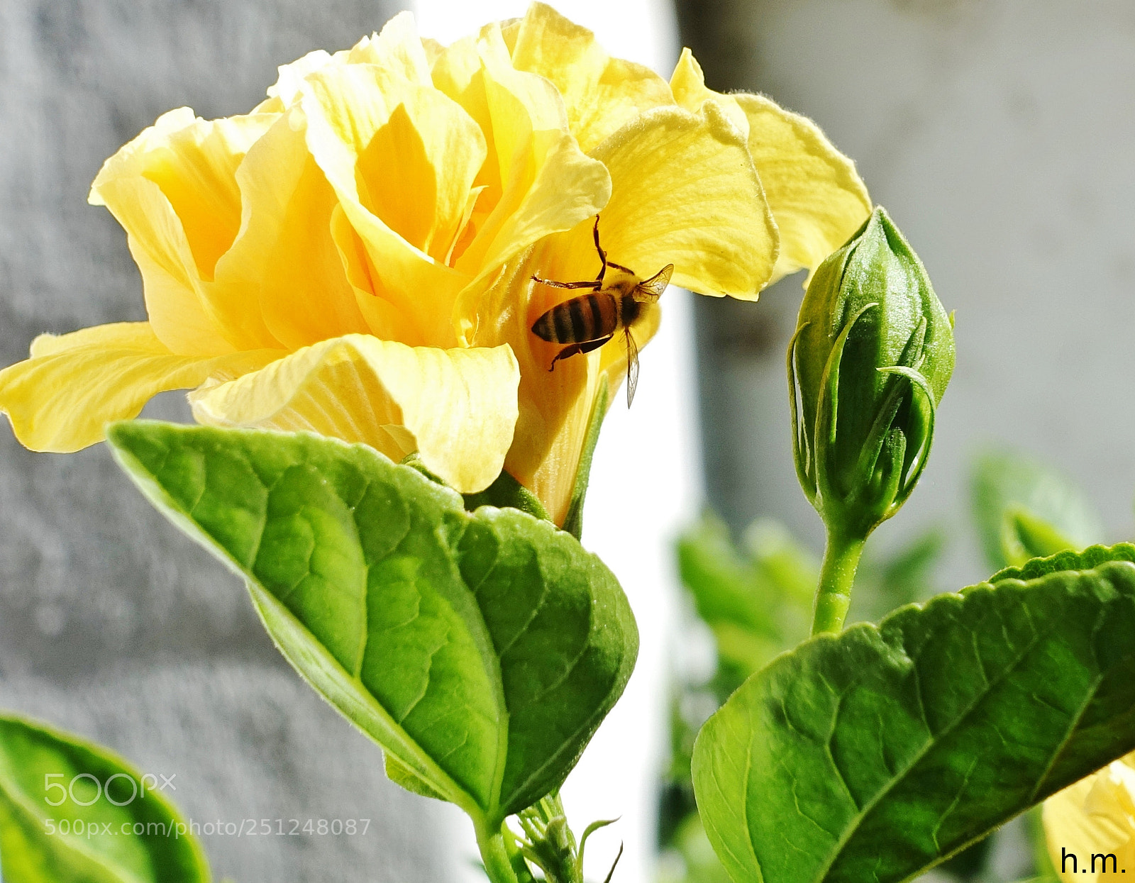 Sony Cyber-shot DSC-RX100 III sample photo. Dbfo () photography