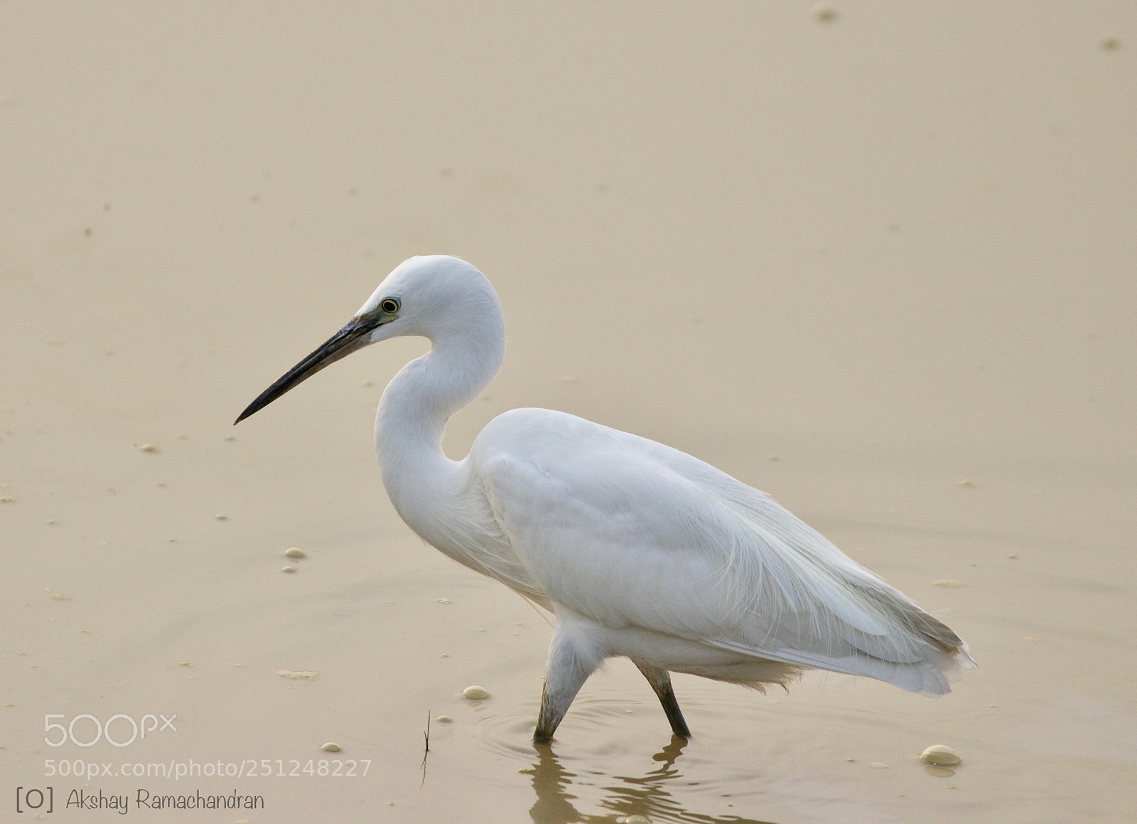 Canon EOS 80D sample photo. Little egret photography