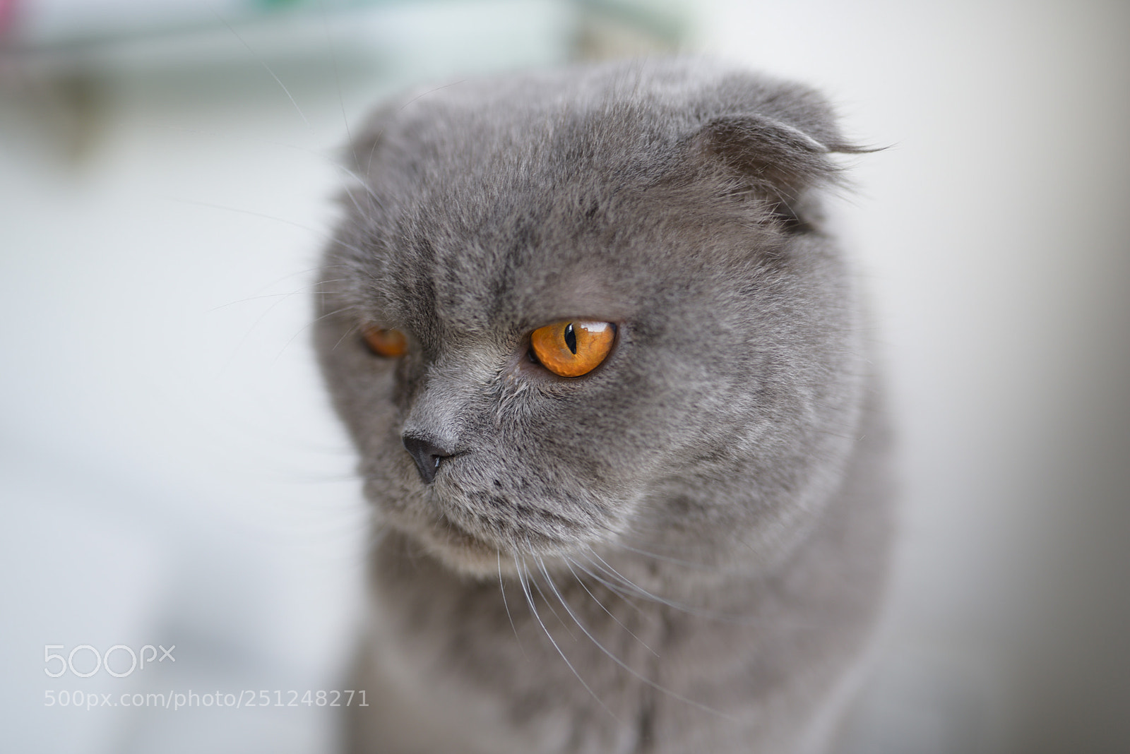 Sigma 35mm F1.4 DG HSM Art sample photo. Portrait of a cat photography