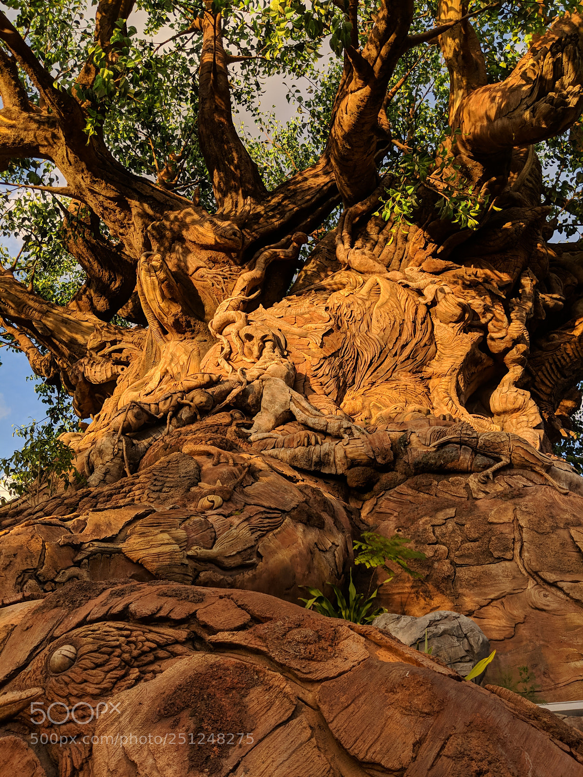 Google Pixel 2 sample photo. Tree of life photography